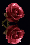 pic for rose  2 
